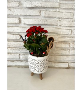 Ayaklı Saksıda Kalanchoe